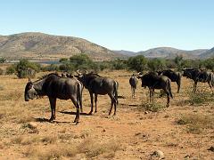 090517_Pilanesberg 052